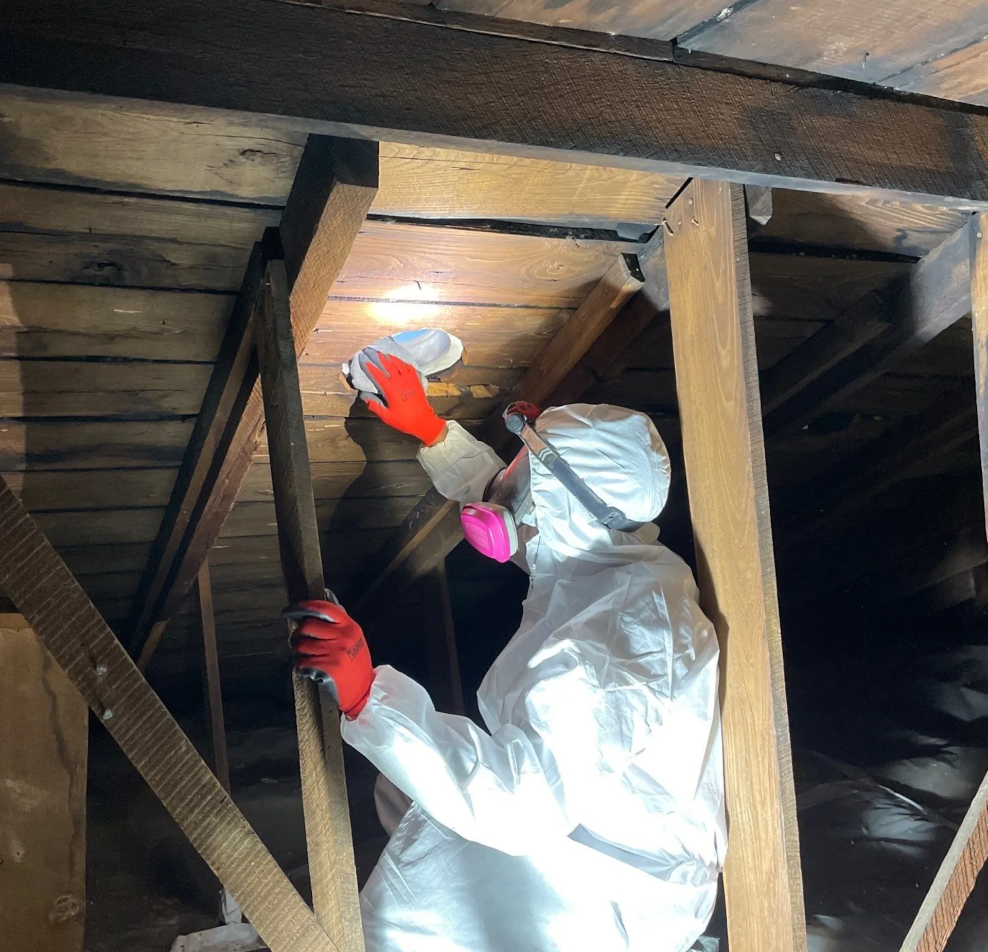 Person in a white protective suit, red gloves, and pink respirator mask inspecting wooden beams in an attic, shining a flashlight on the wood surface.