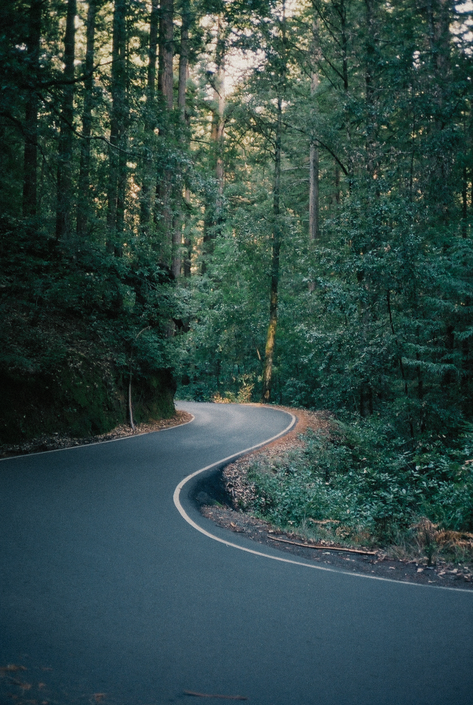 Photo of a road through a redwood forest