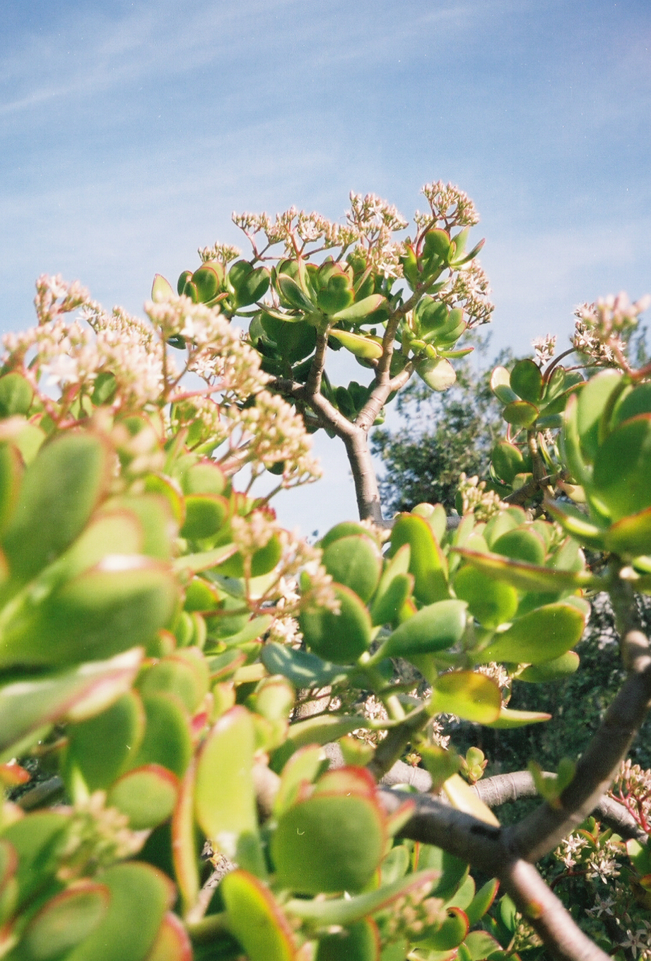 Photo of native Californian plants
