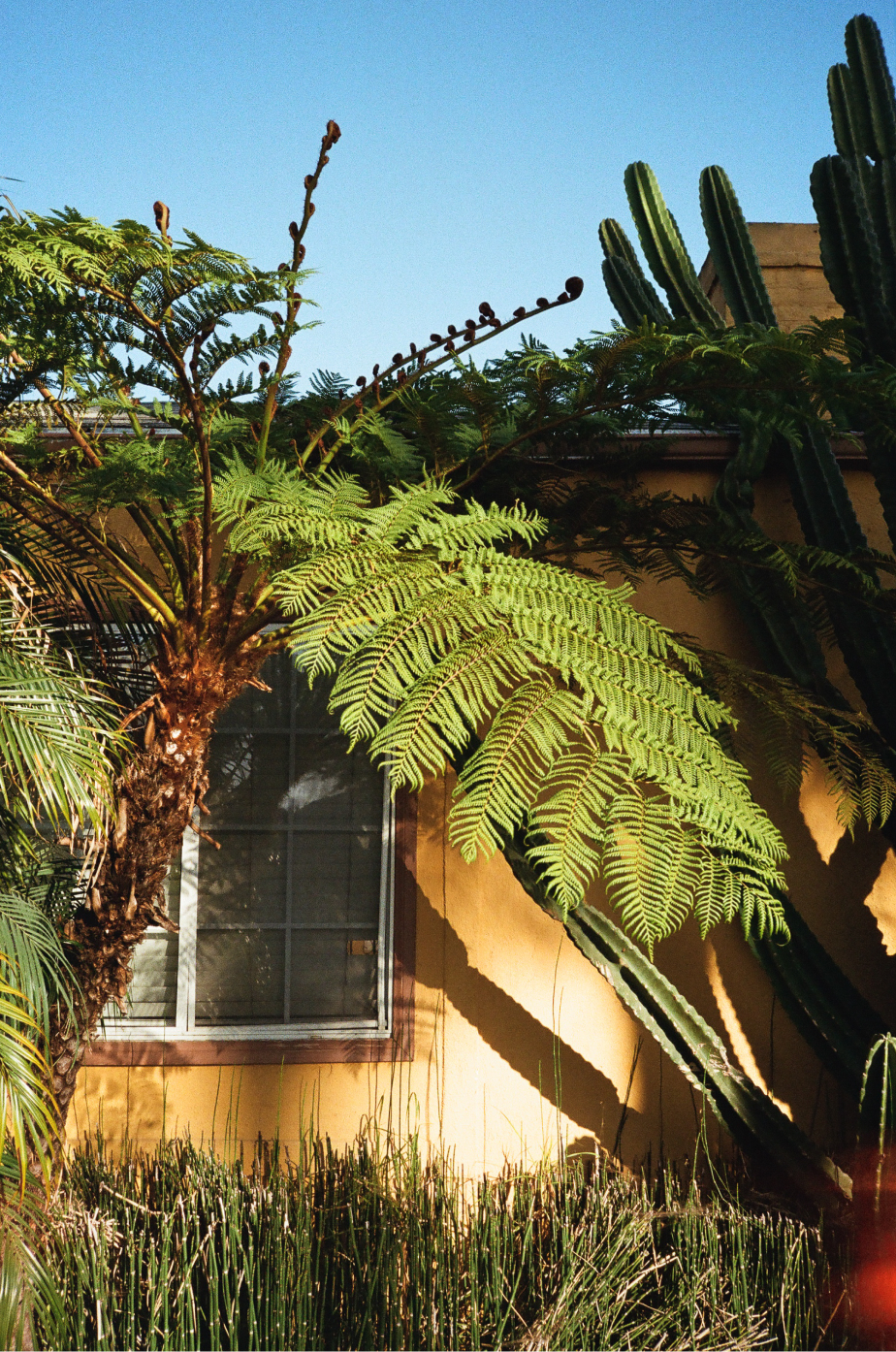 Photo of tree leaves against a house