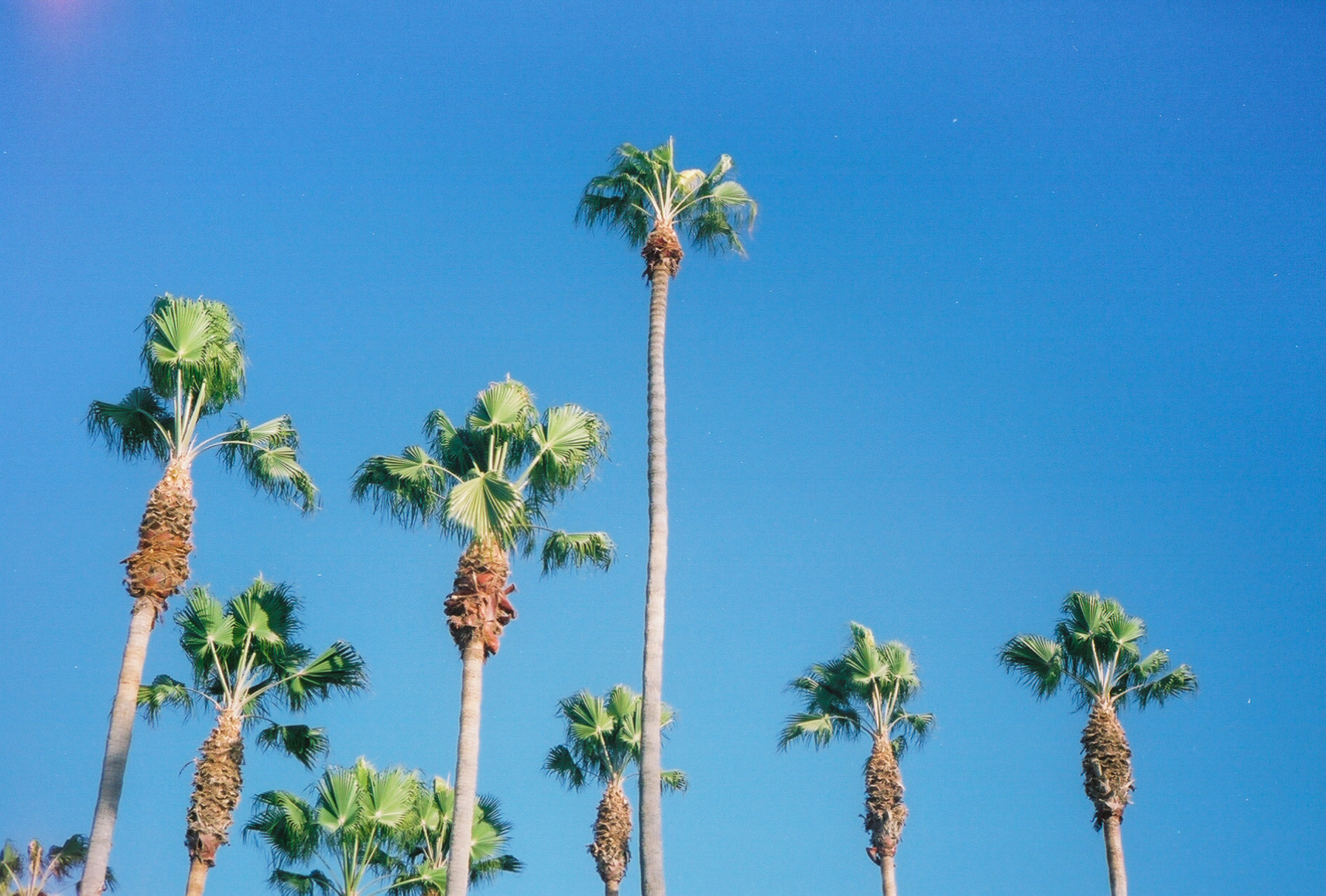 Photo of palm trees against a cloudless bright blue sky
