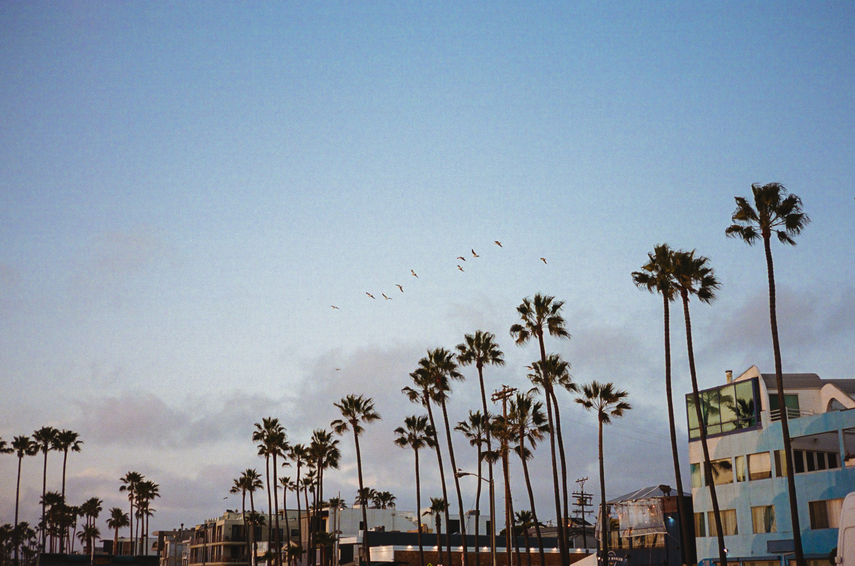 Photo of palm trees at dusk