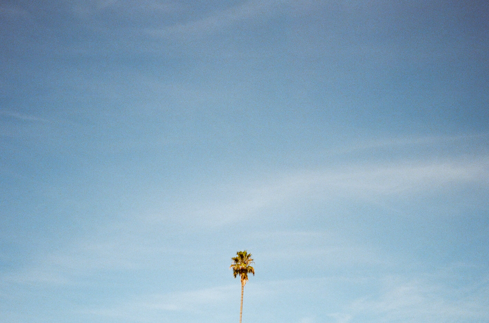 Photo of lone palm tree