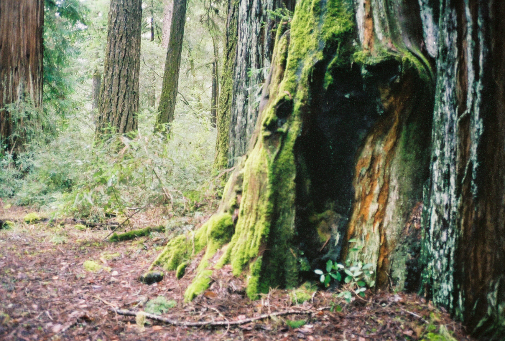 Photo of a moss-covered tree stump