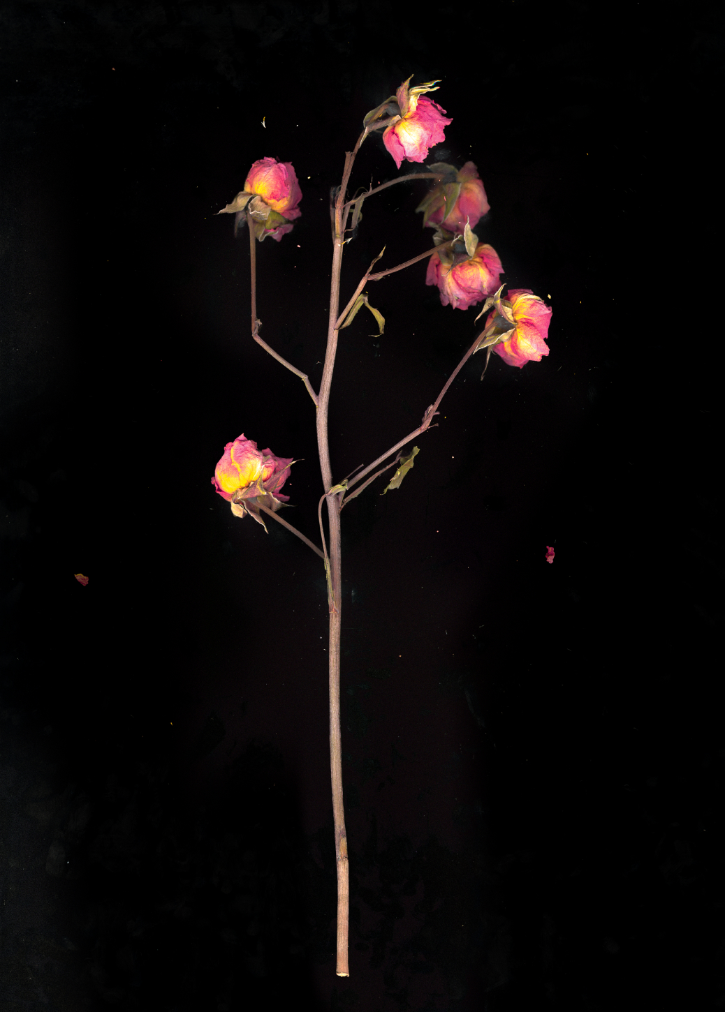 Scan of dried roses