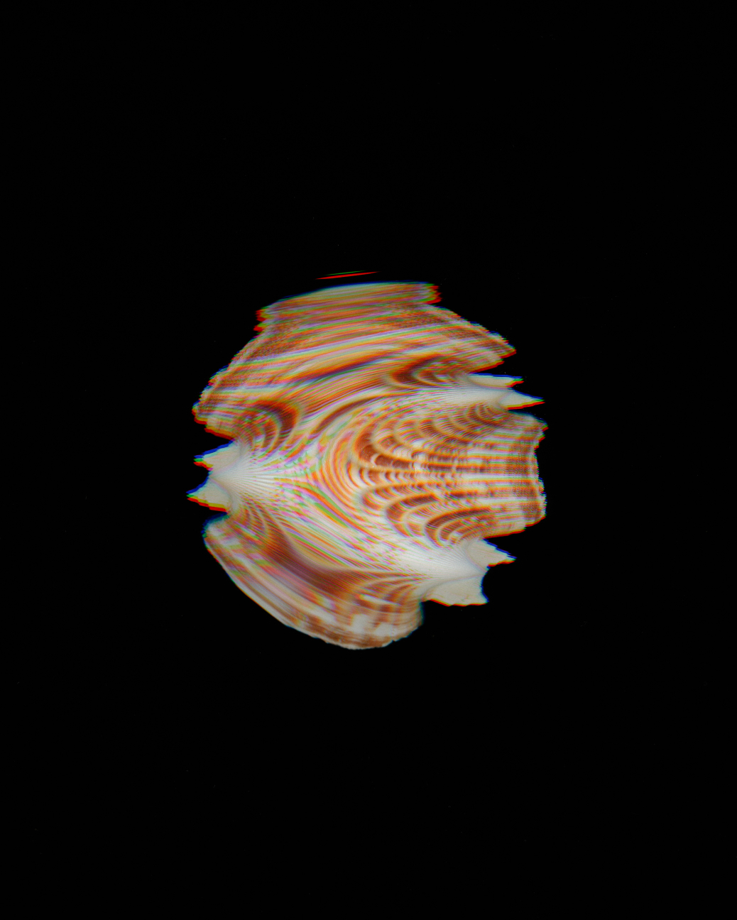 Scan of beach shell mid-turn