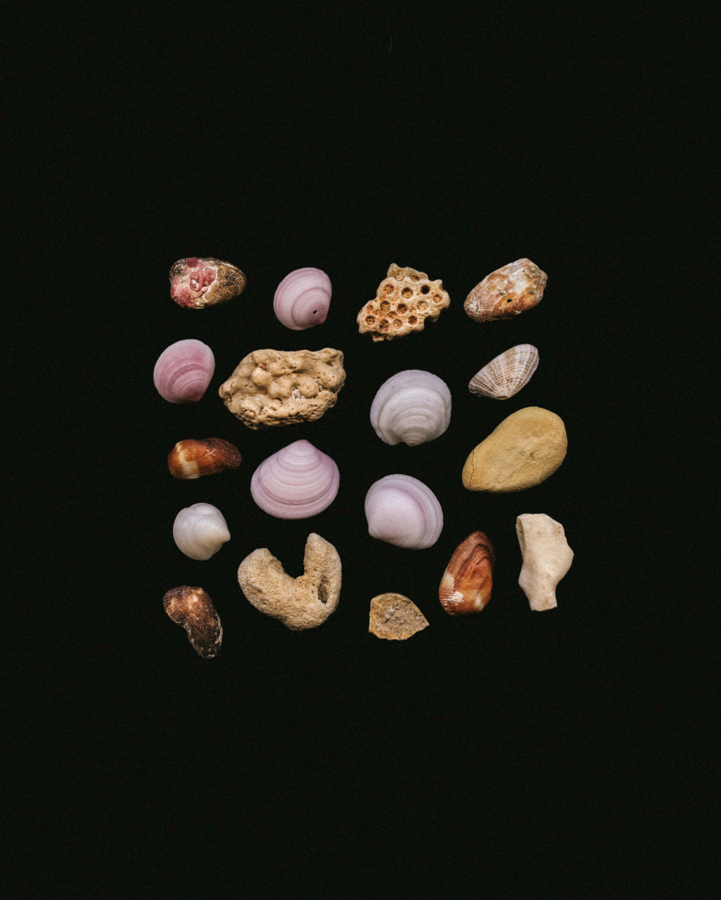 Scan of small beach shells