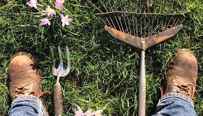 reforestacion