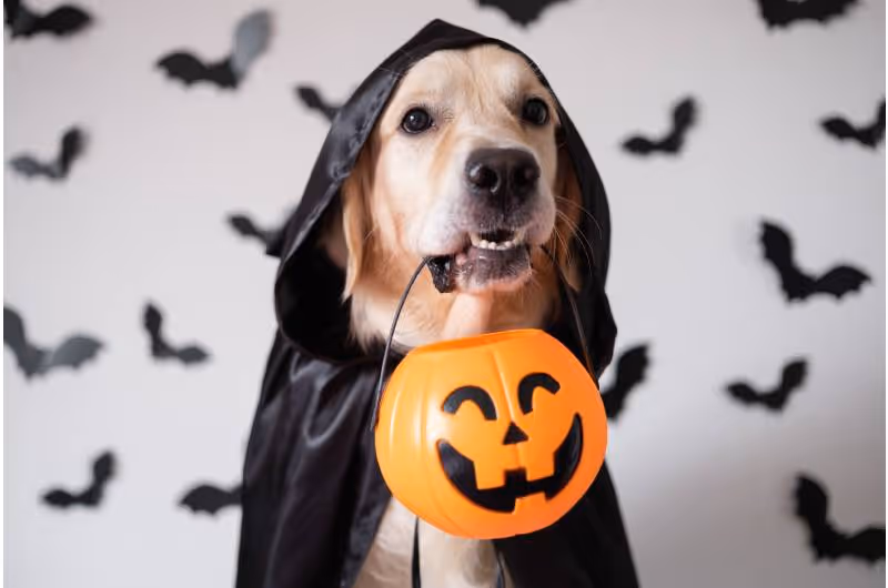 Ideas para fiestas de Halloween