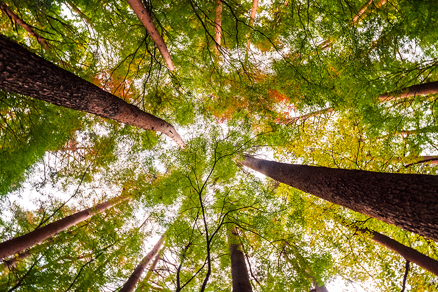 When Life Cuts You Down: Finding Resilience in the Stump