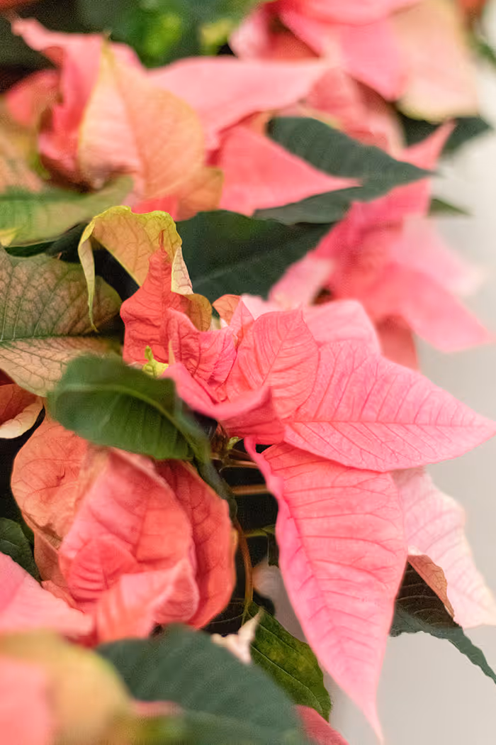 Punainen joulutähti