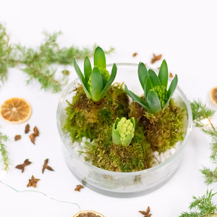 Jouluinen istutusasetelma