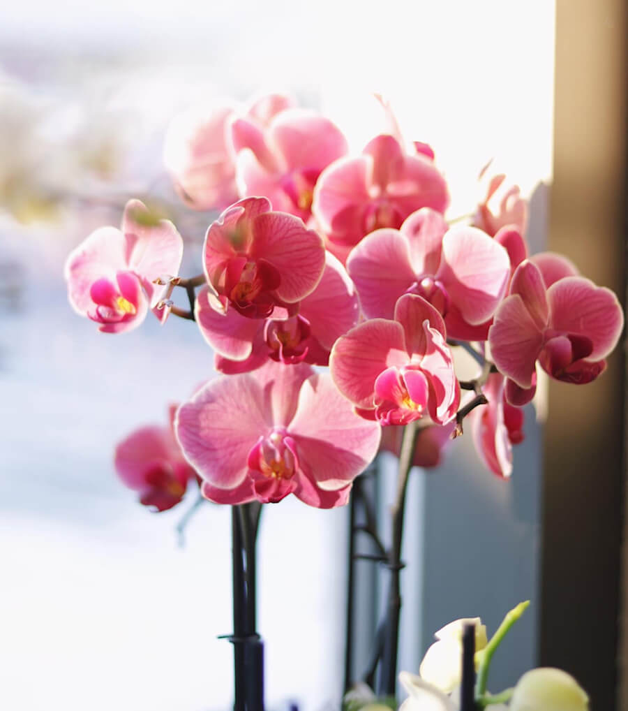 Punaisia orkkideoita