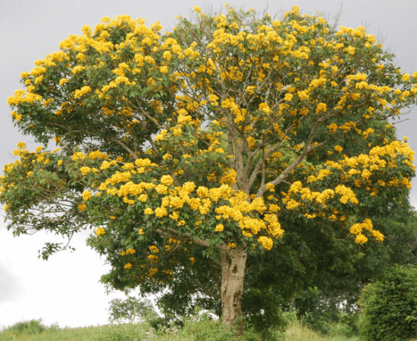 tree planted by haca.studio