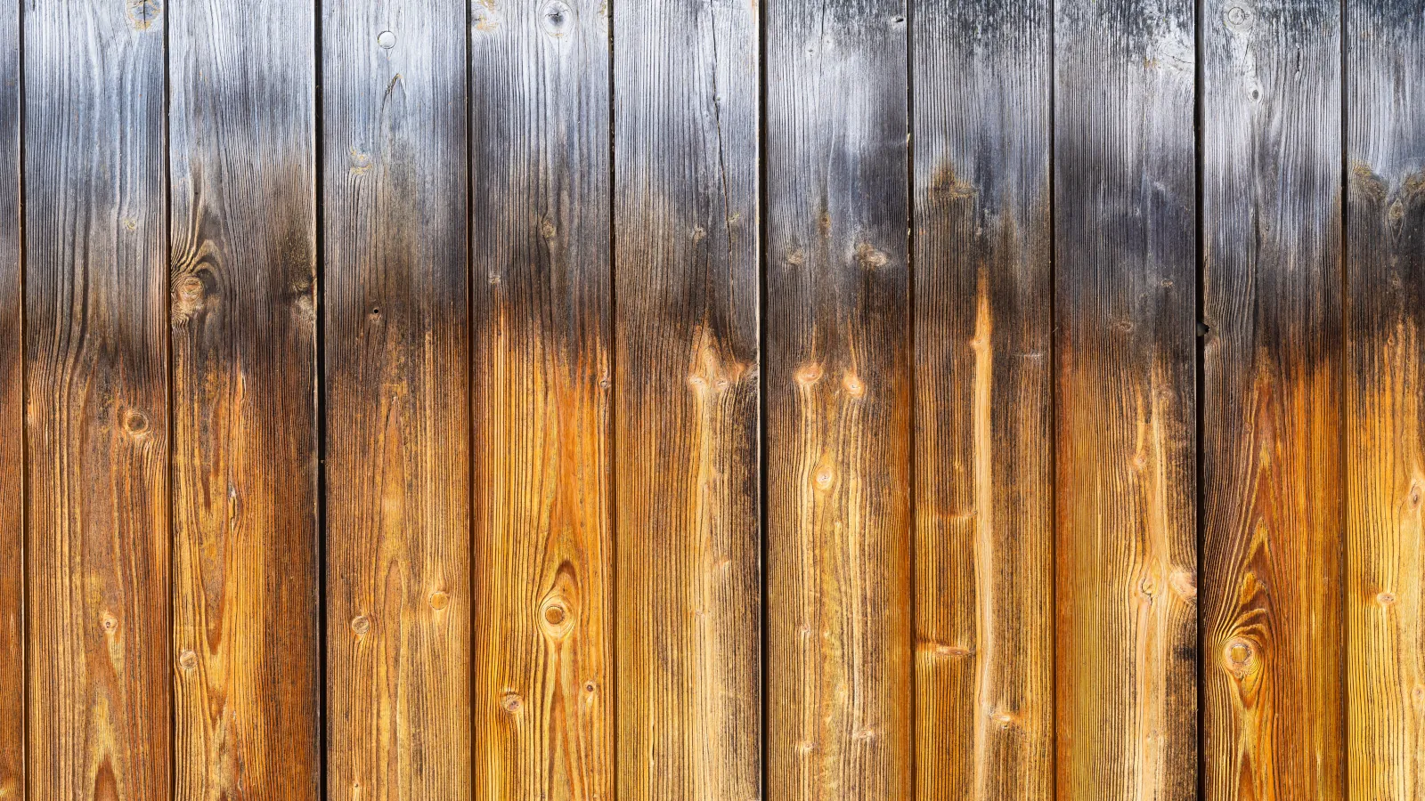 Cedar fence boards in Bellevue showing the difference between faded unstained wood and freshly applied semi-transparent stain