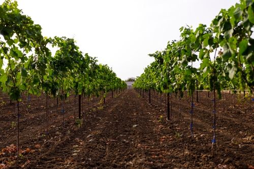 About Hotel - Hotel Webflow Template