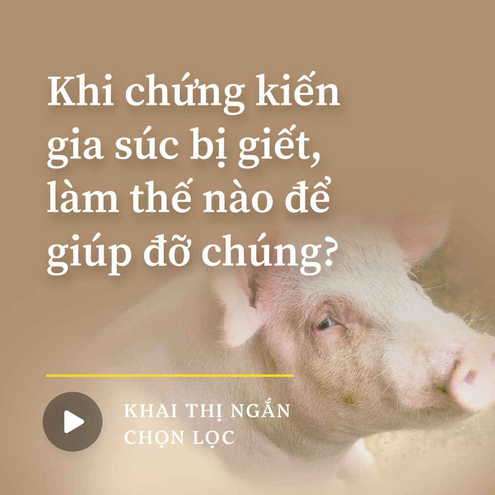 Khi chứng kiến gia súc bị giết, làm thế nào để giúp đỡ chúng?