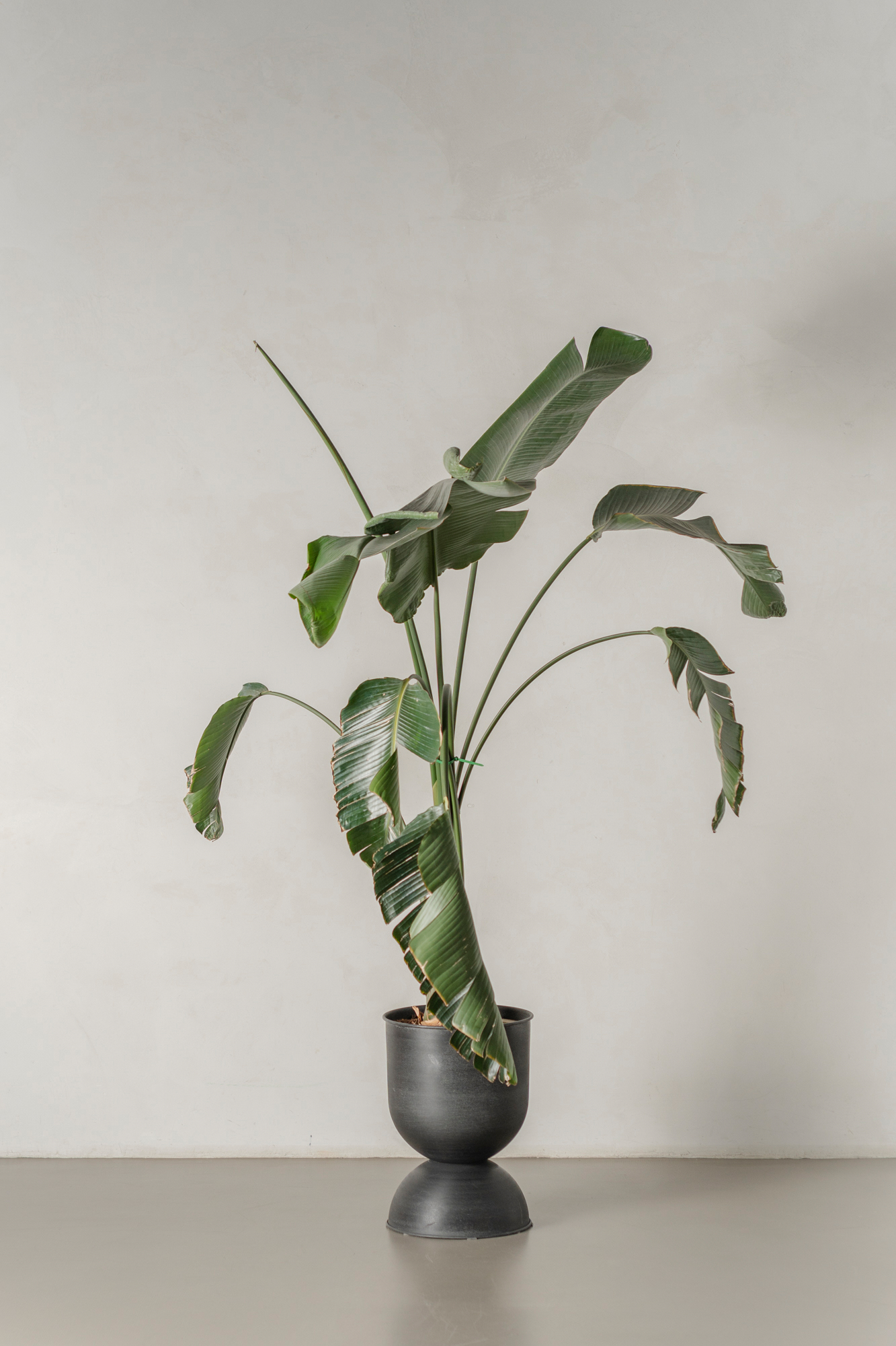 Baum Strelitzie