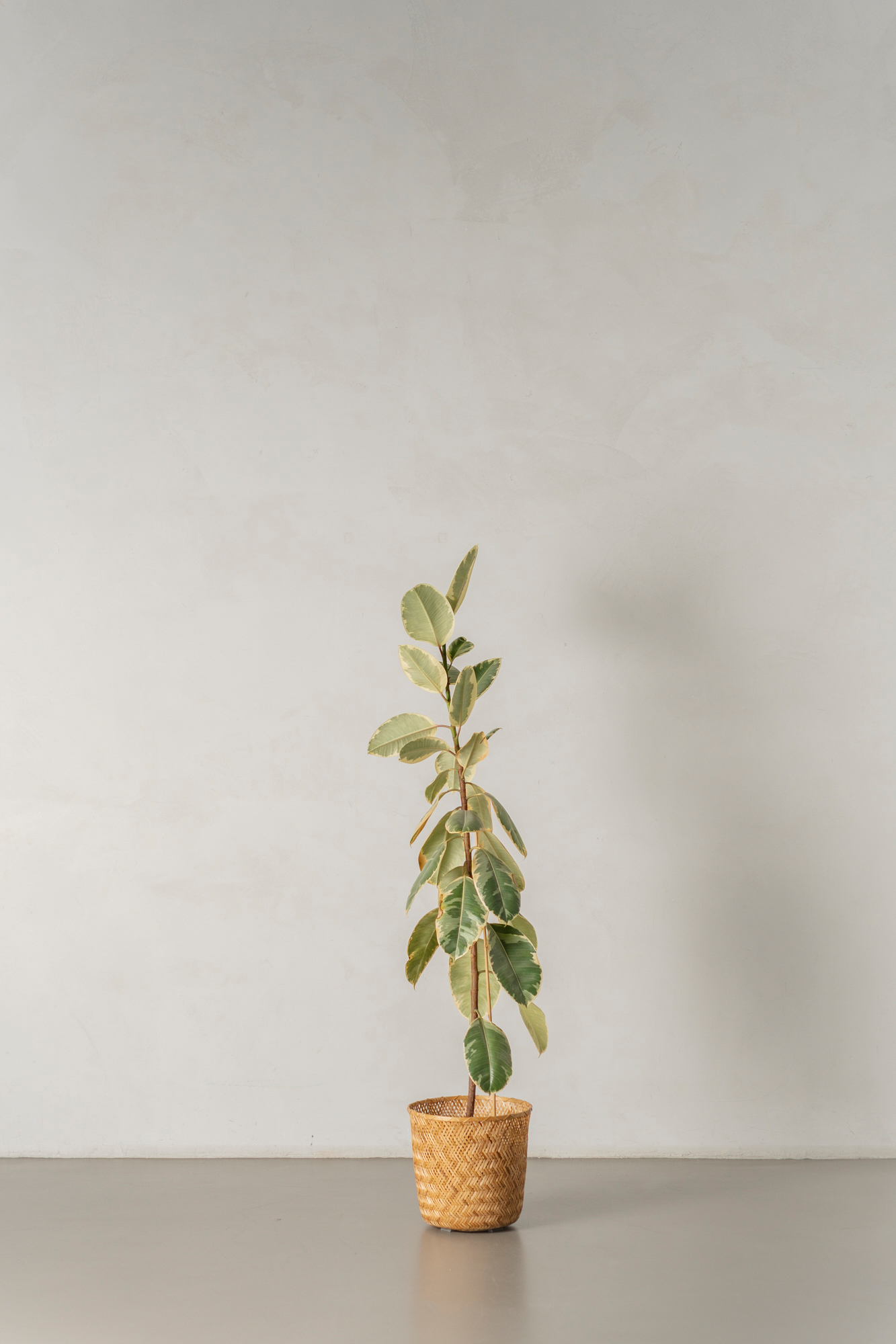 Ficus elastica