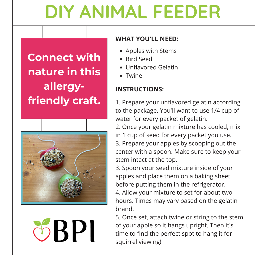 Connect with nature in this allergy-friendly craft.
What You'll Need:
Apples with Stems
Bird Seed
Unflavored Gelatin
Twine Instructions:
1. Prepare your unflavored gelatin according to the package. You'll want to use 1/4 cup of water for every packet of gelatin.
2. Once your gelatin mixture has cooled, mix in 1 cup of seed for every packet you use.
3. Prepare your apples by scooping out the center with a spoon. Make sure to keep your stem intact at the top.
3. Spoon your seed mixture inside of your apples and place them on a baking sheet before putting them in the refrigerator.
4. Allow your mixture to set for about two hours. Times may vary based on the gelatin brand.
5. Once set, attach twine or string to the stem of your apple so it hangs upright. Then it's time to find the perfect spot to hang it for squirrel viewing!