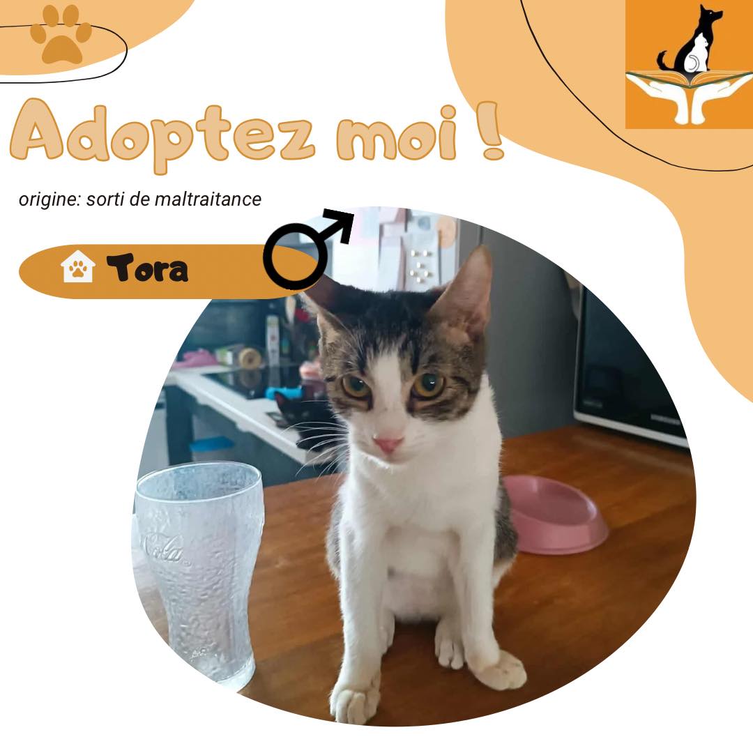 Tora