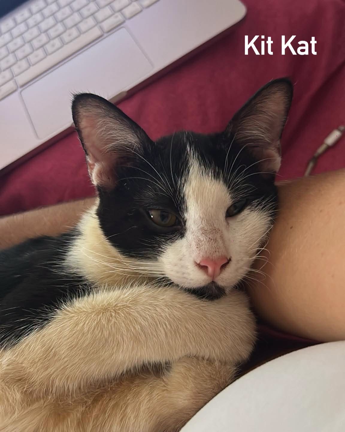 Kit Kat