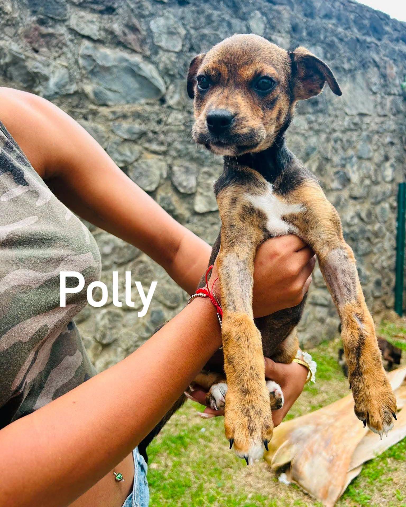 Polly