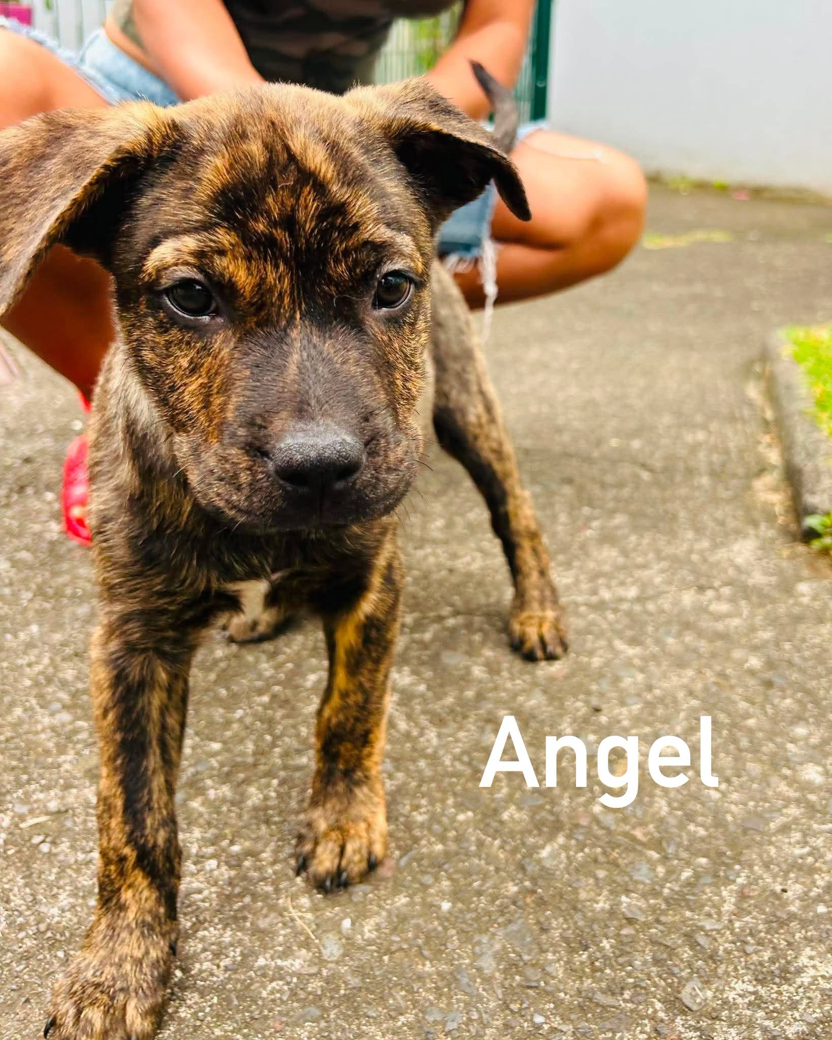 Angel