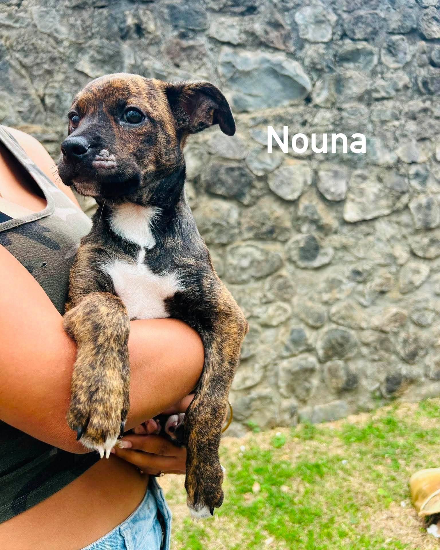 Nouna