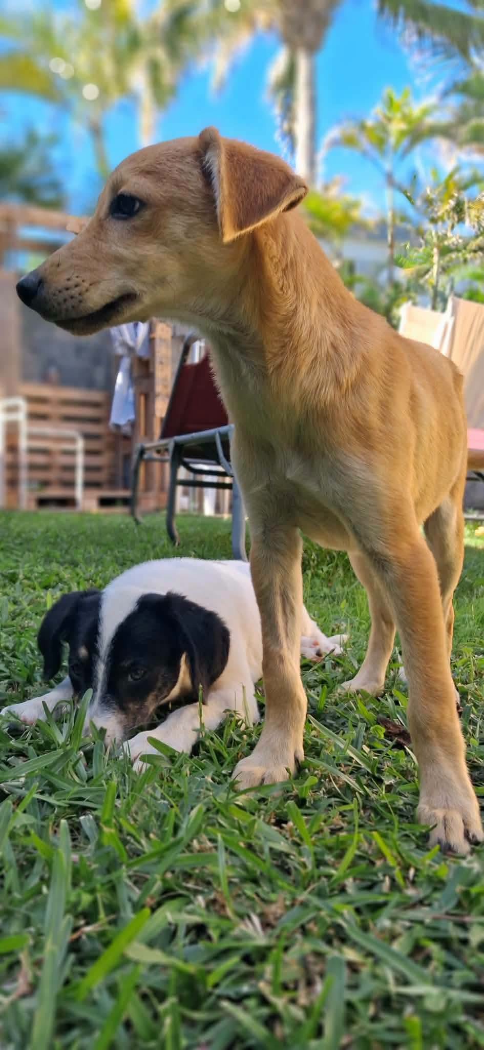 PÉI ET TIPERLE