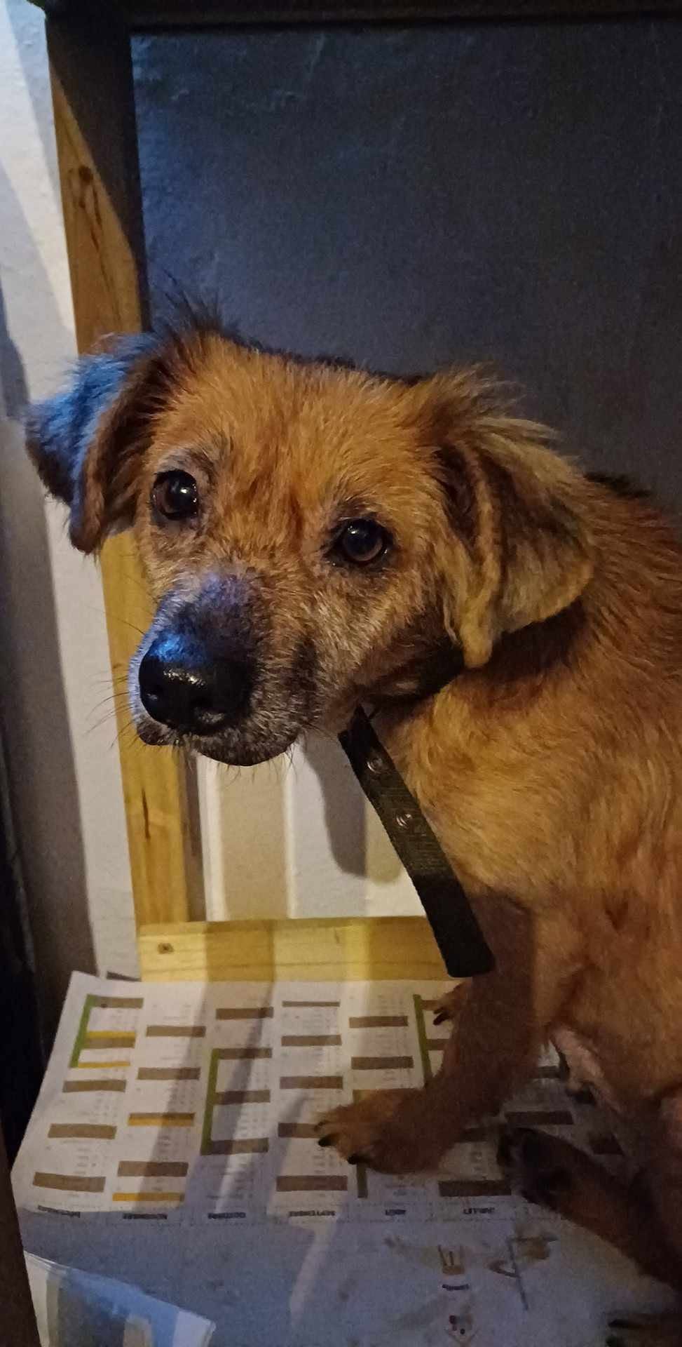 Zelda