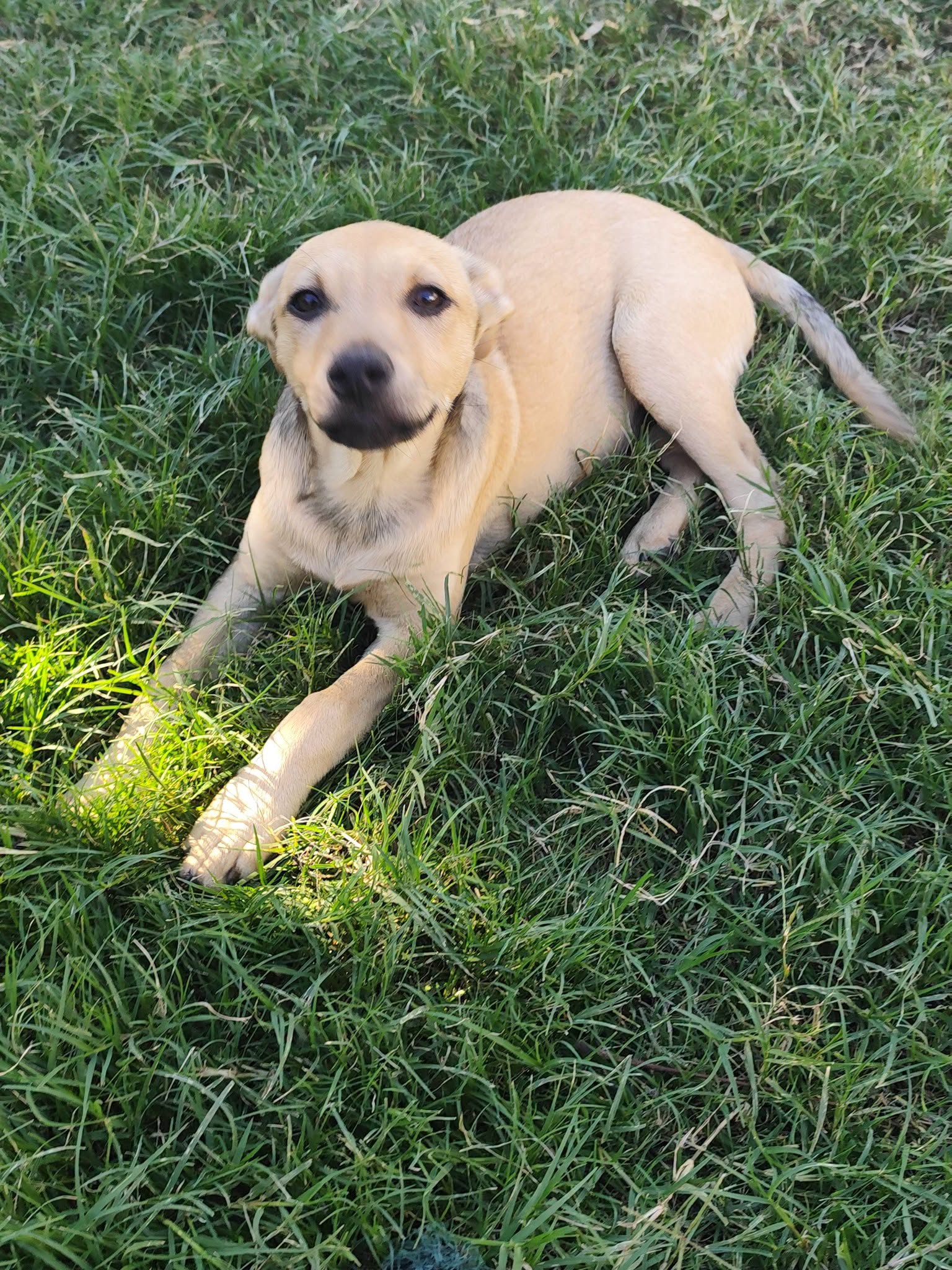 Nyla