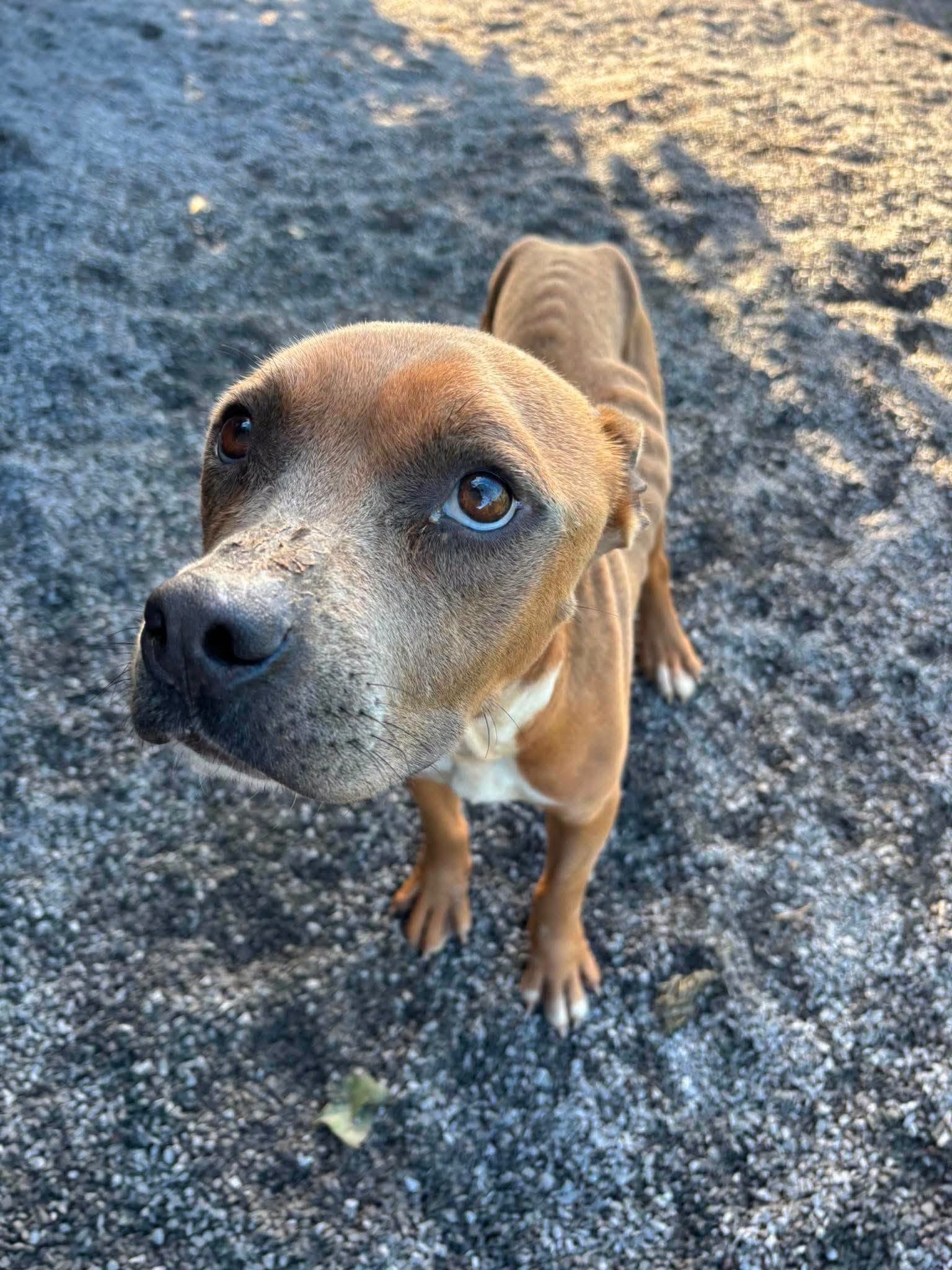 Roxy