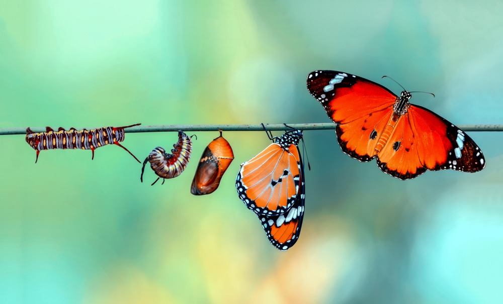 The evolution of a butterfly from catterpillar, cocoon to butterfly along a stick.