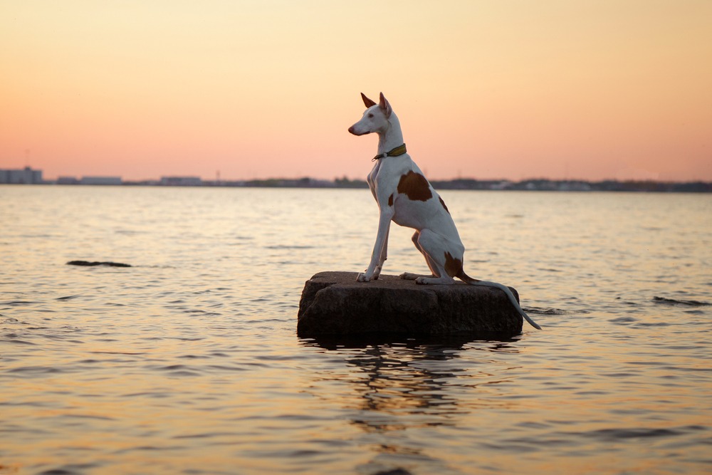 A dog floating on a tyre in the middle of the ocean looking out as if searching.