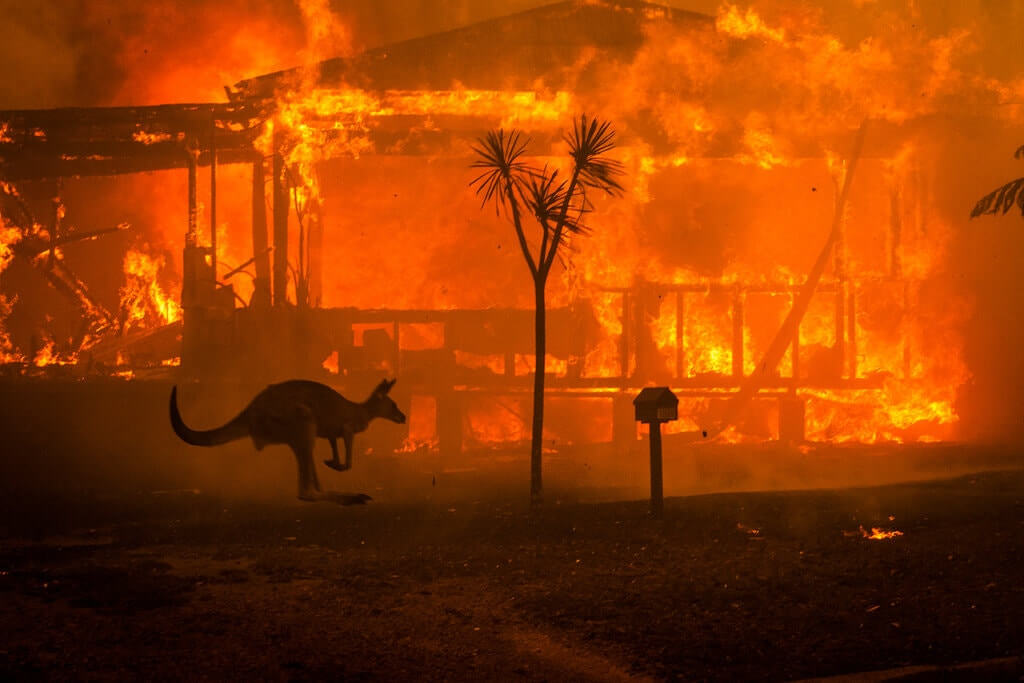 Kangaroo passing burning houses