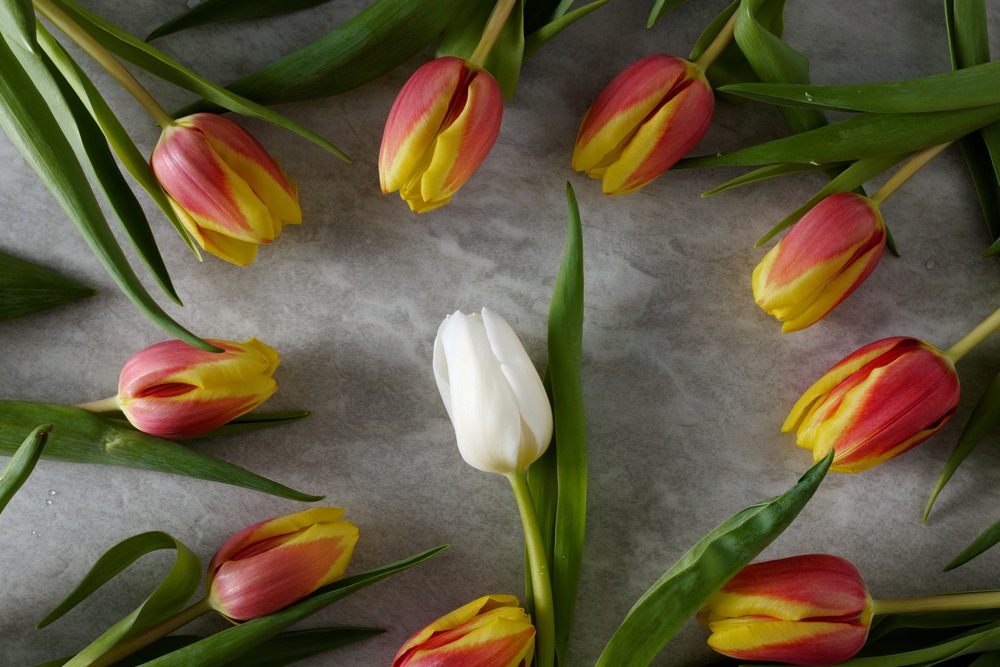 Yellow and red tulips in a circle around a singular white tulip.