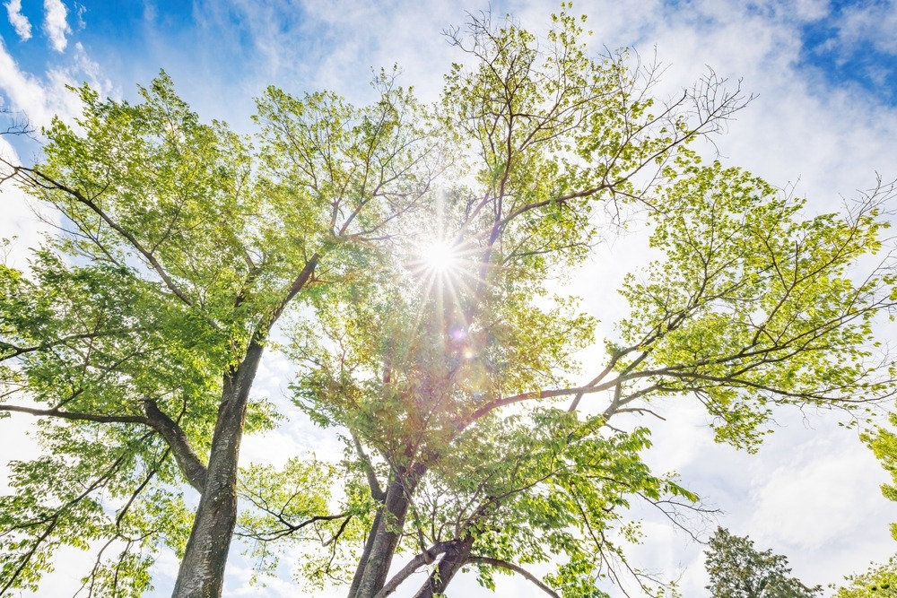 The sun shining through a large tree.