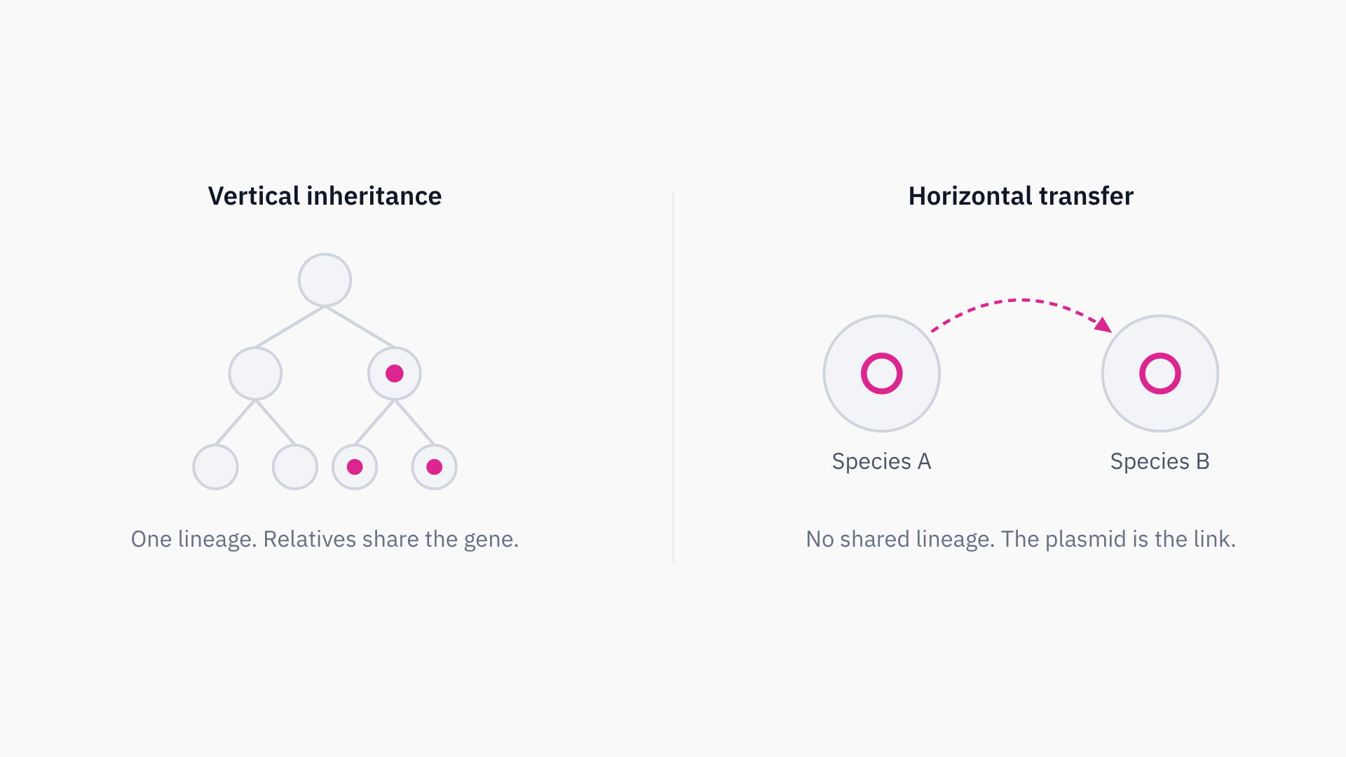 Designing Solu's plasmid annotation and visualization