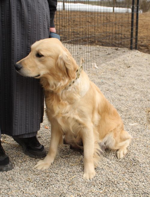 Tiffany *Looking for a new home. Asking $300