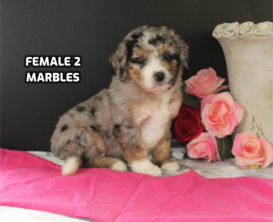 Marbles