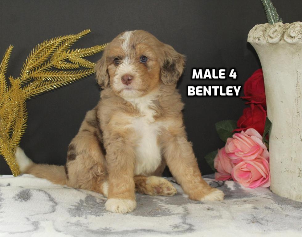 Bentley