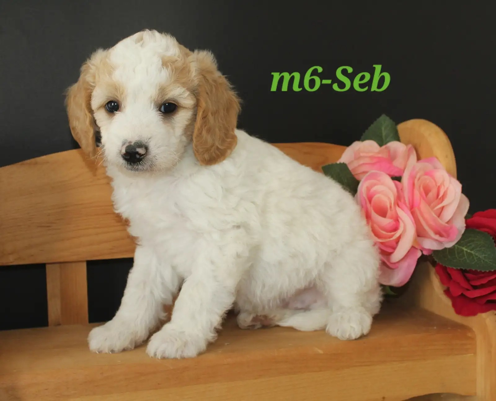 Seb