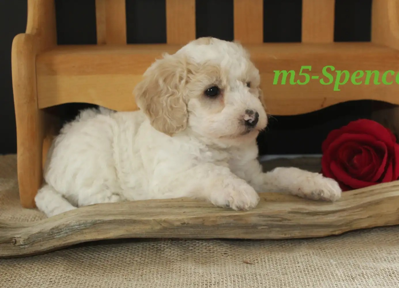 Spencer