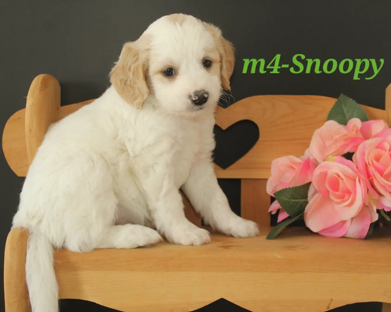 Snoopy