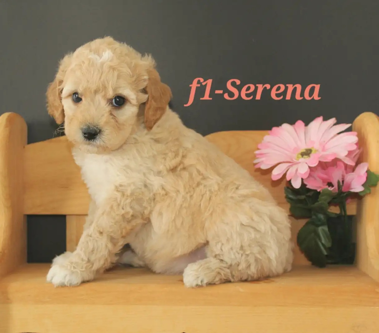 Serena
