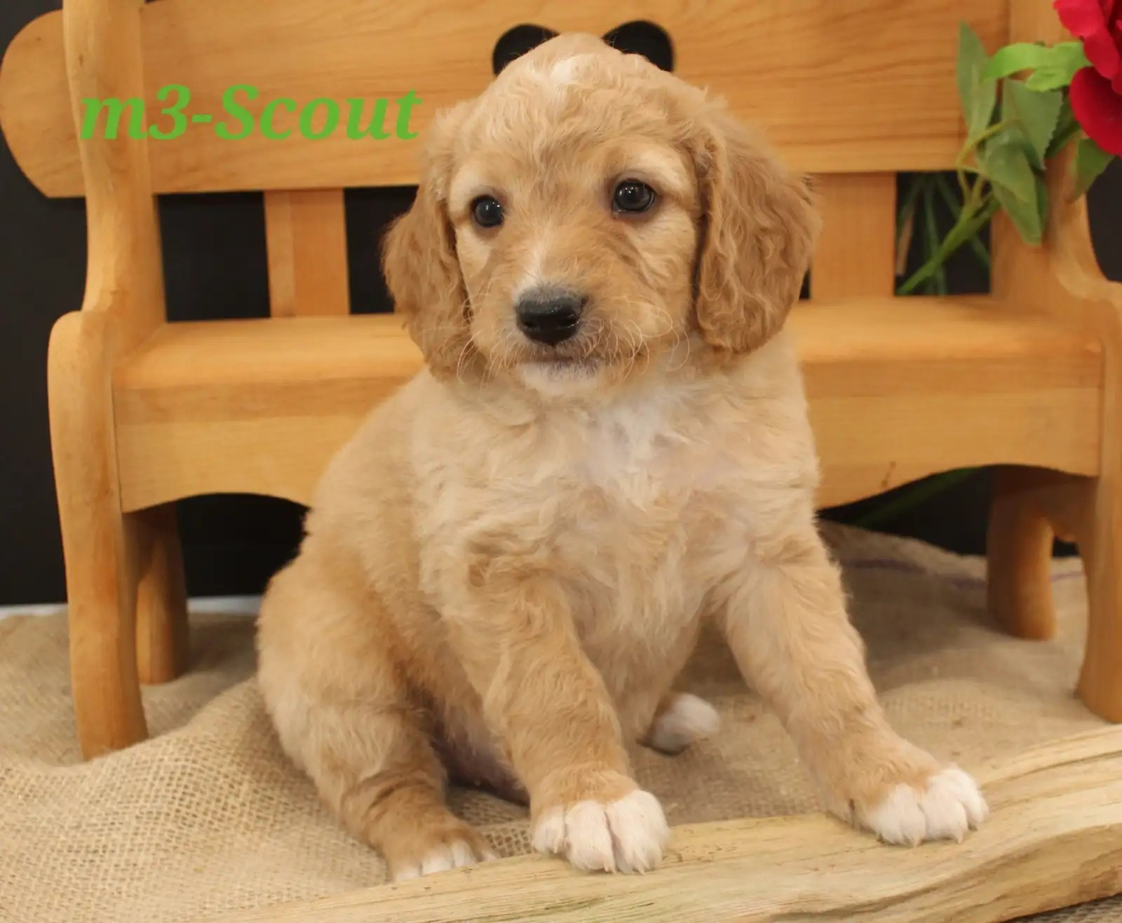 Scout