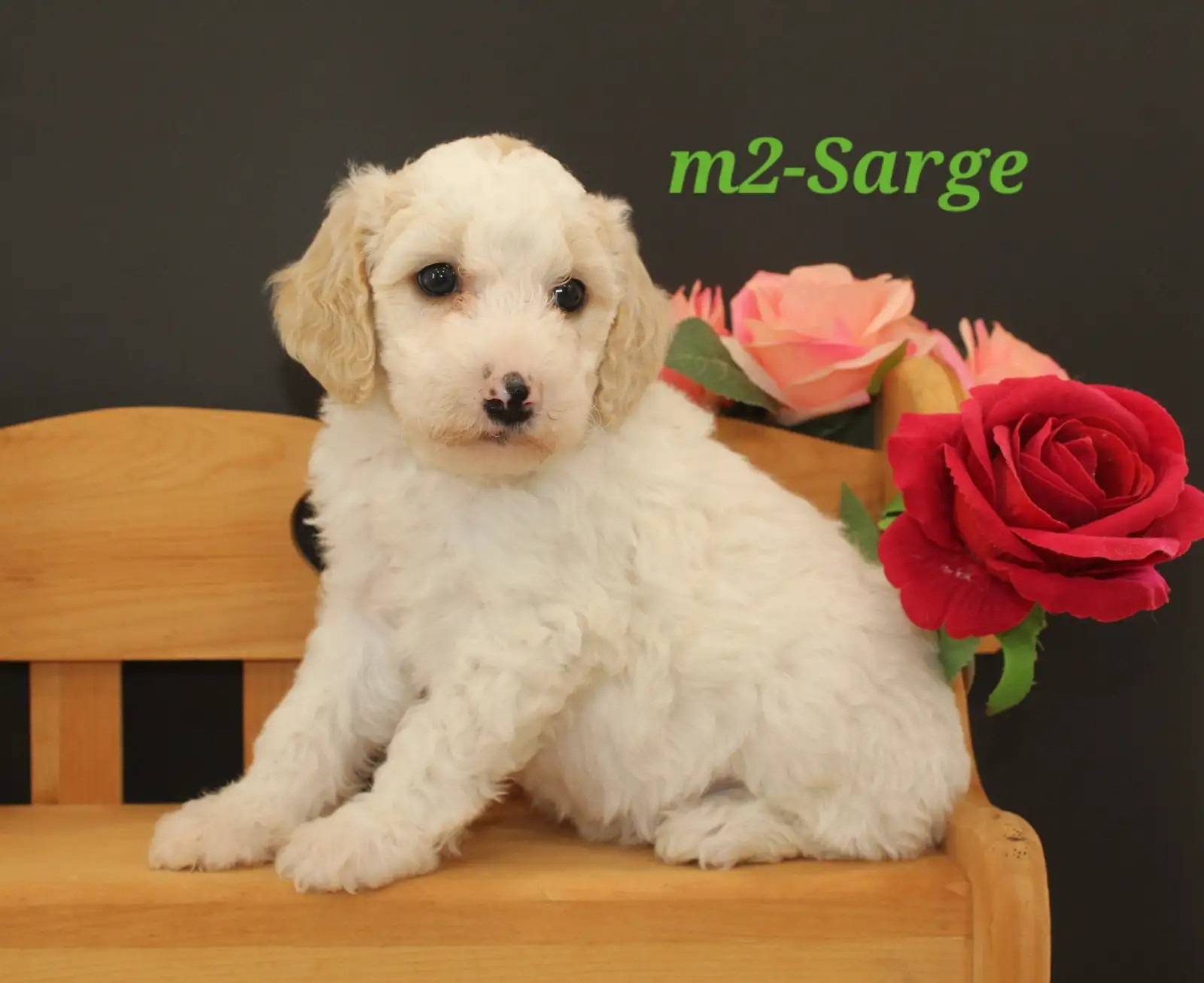 Sarge