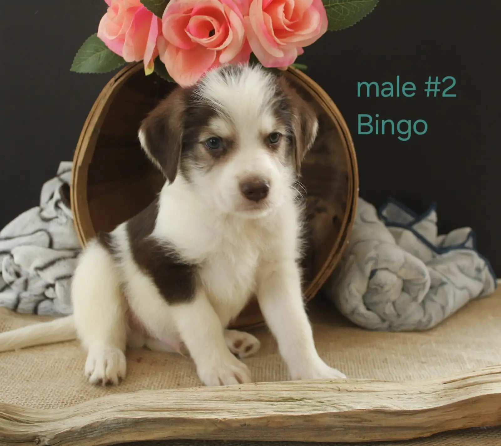 Bingo