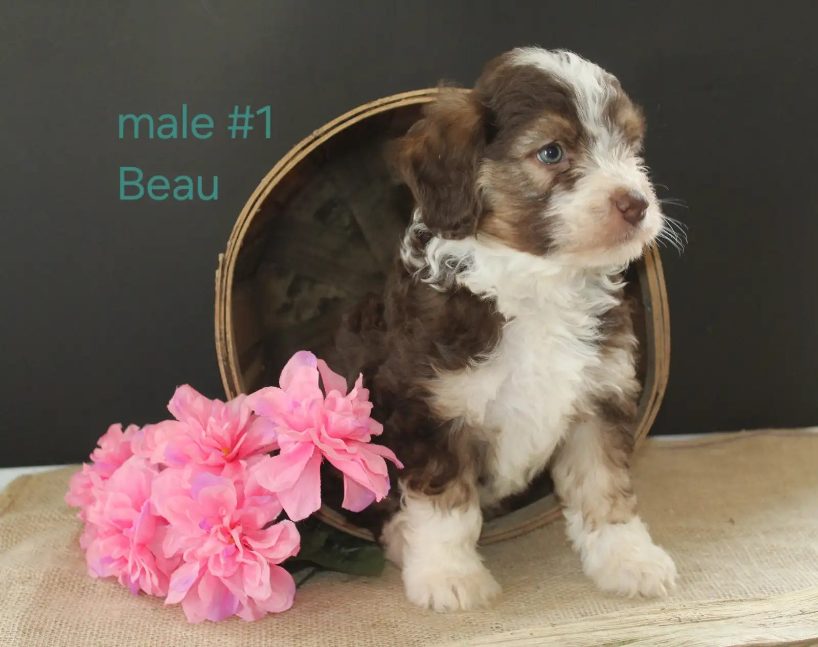 Beau